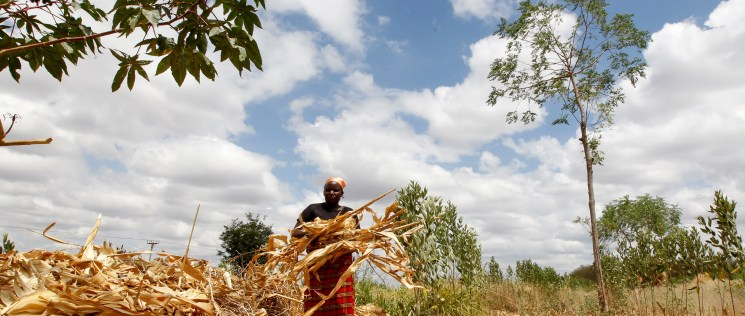 Agricultural insurance: The antidote to many economic illnesses